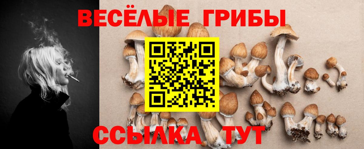 Псилоцибиновые грибы Psilocybine cubensis  Вход с VPN  Новосибирск 